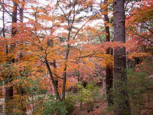 伊豆修善寺の紅葉