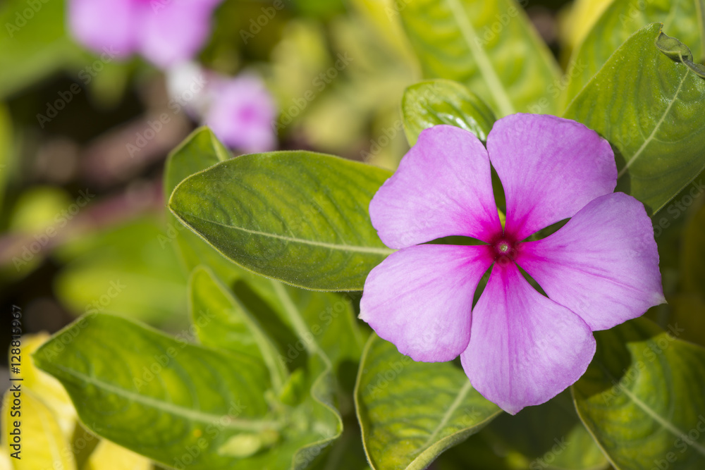 Catharanthus Roseus Flowers, Rosy Periwinkle Catharanthus Roseus Flowers, Rosy Periwinkle