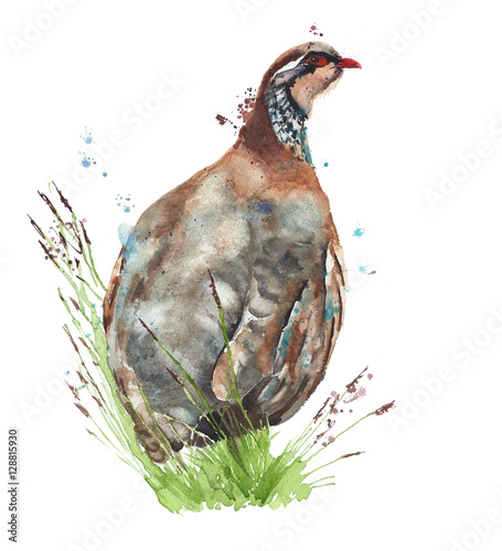 Fototapeta Bird partridge quail watercolor painting illustration isolated on white backgrou