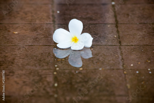 Plumeria  flowers on the wet floor with reflection © ballllad