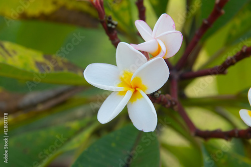 Plumeria Vintage Tone on the  tree, frangipani tropical flowers photo