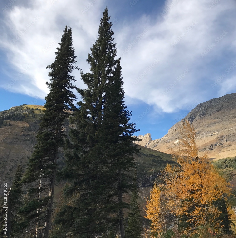 Obraz premium pine trees and beauty ranges