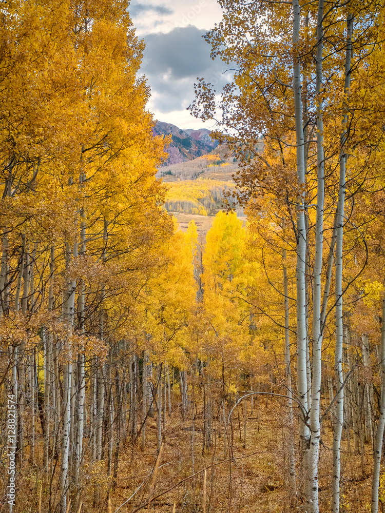 Fototapeta premium OLYMPUS DIGITAL CAMERA