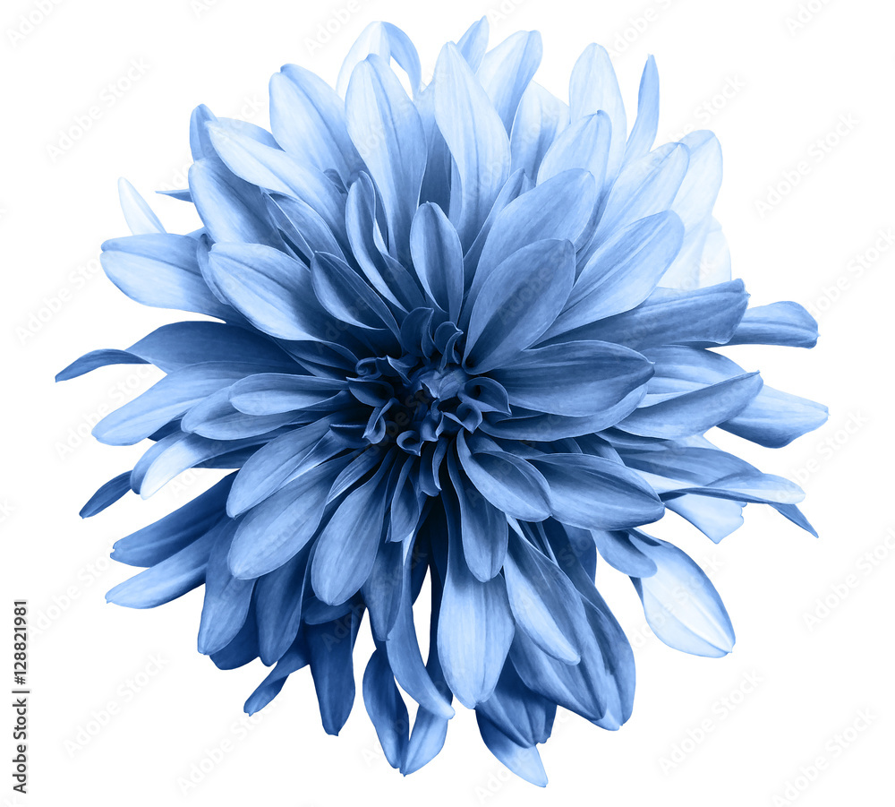 light blue flower on a white  background isolated  with clipping path. Closeup. big shaggy  flower. for design.  Dahlia. - obrazy, fototapety, plakaty 