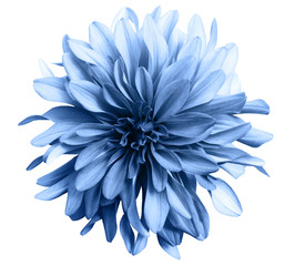 light blue flower on a white  background isolated  with clipping path. Closeup. big shaggy  flower. for design.  Dahlia.