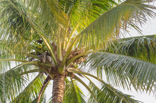 Sweet Coconut tree close-up