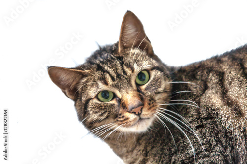 Tabby Cat with green eyes © pfeifferv
