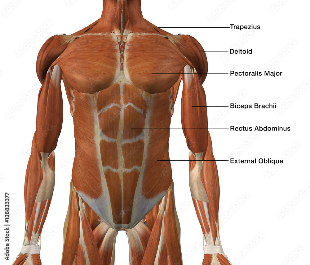 Torso Muscle Diagram