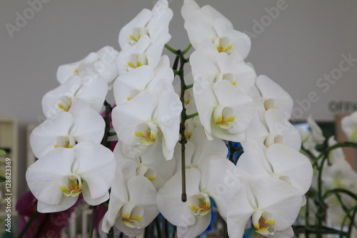 Fototapeta Naklejka Na Ścianę i Meble -  胡蝶蘭