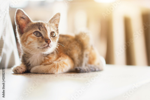 Obraz na plátně Orange tabby cat is sitting on the ground with sunlight