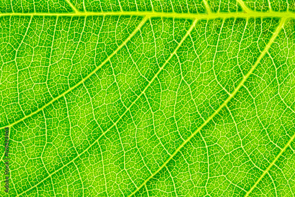 Leaf texture background for design with copy space for text or image. Leaf motifs that occurs natural. Leaf texture background for design with copy space for text or image. Leaf motifs that occurs natural.
