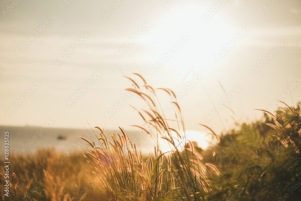 Fototapeta premium Grass with the sun falling on the sea.