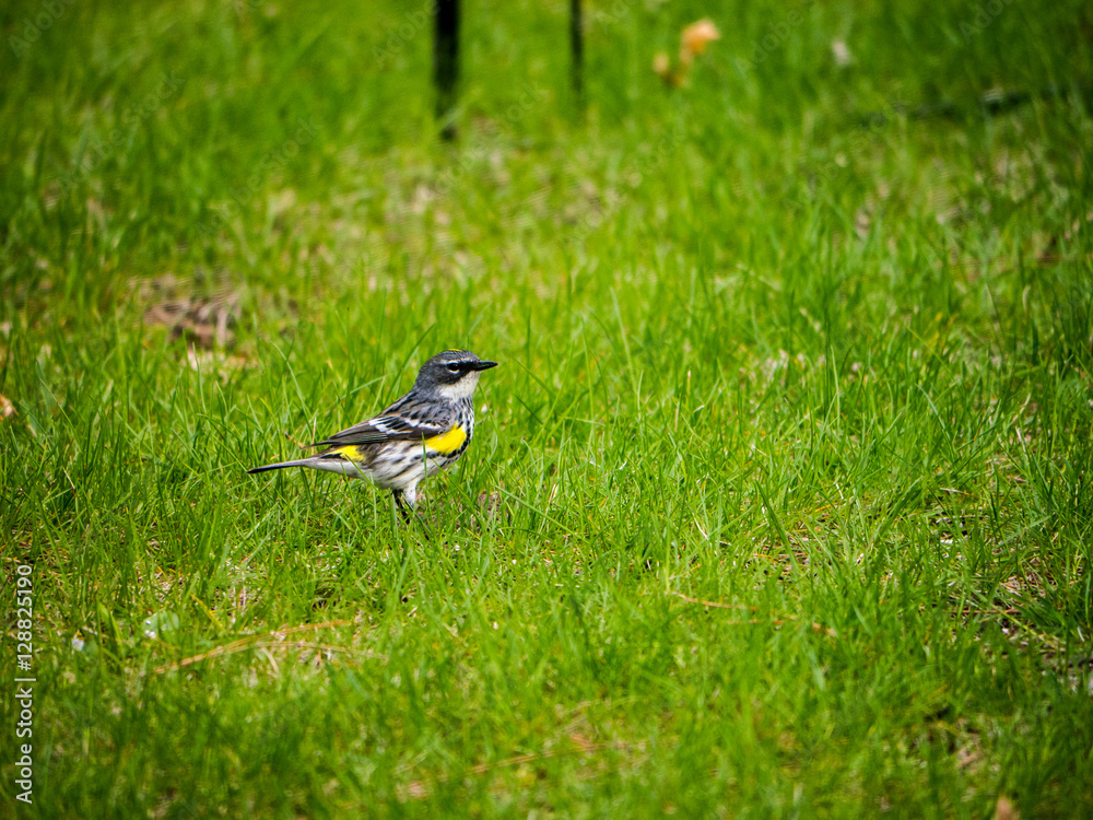 Yellow-rumped Warbler on lawn in summer Yellow-rumped Warbler on lawn in summer