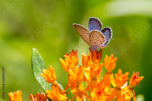 Eastern Tailed Blue Butterfly on Butterfly Weed #1