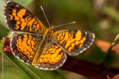 Pearl Crescent on grass