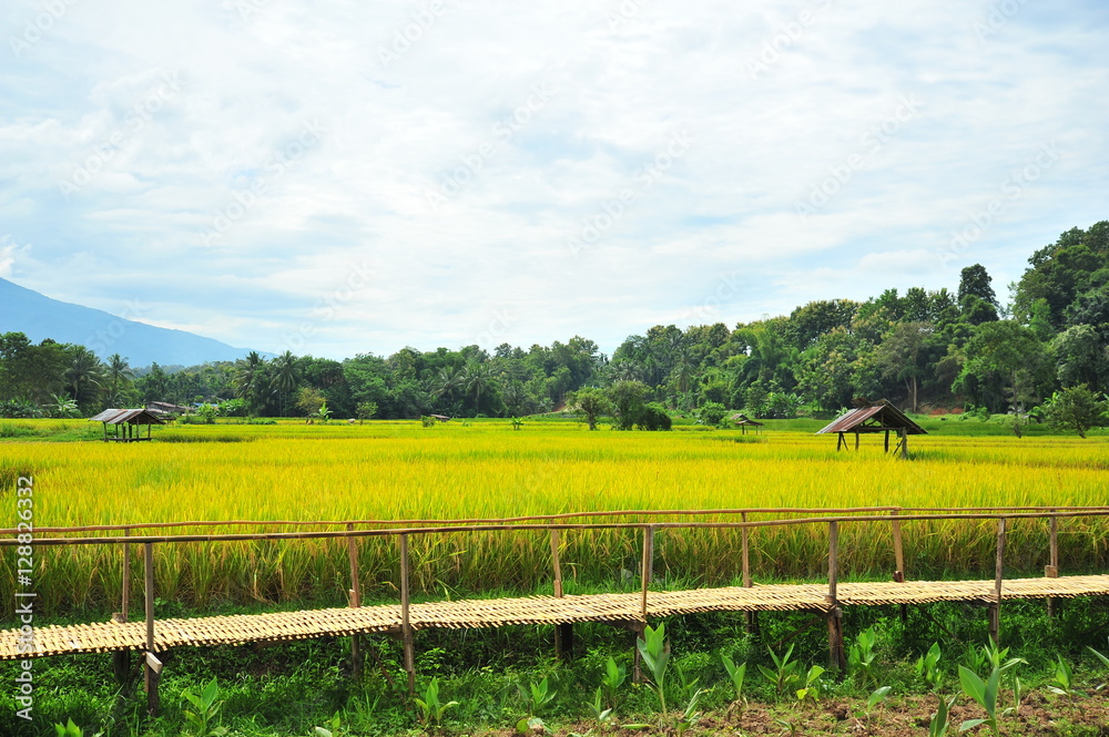 Fototapeta premium Rice Paddy Fields at Countryside