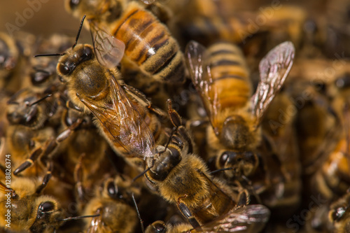 Honeybee Pile #3