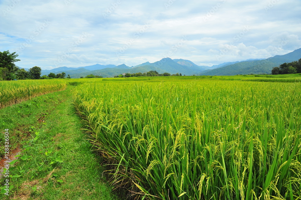 Rice Paddy Fields at Countryside