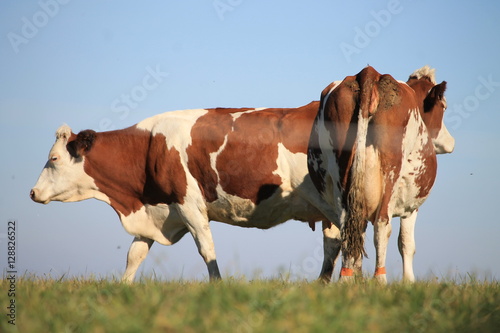 Vaches Montbéliardes