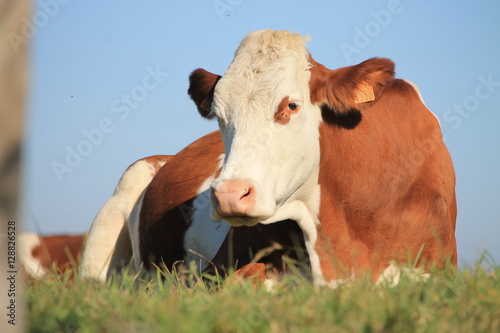 Vache Montbéliarde