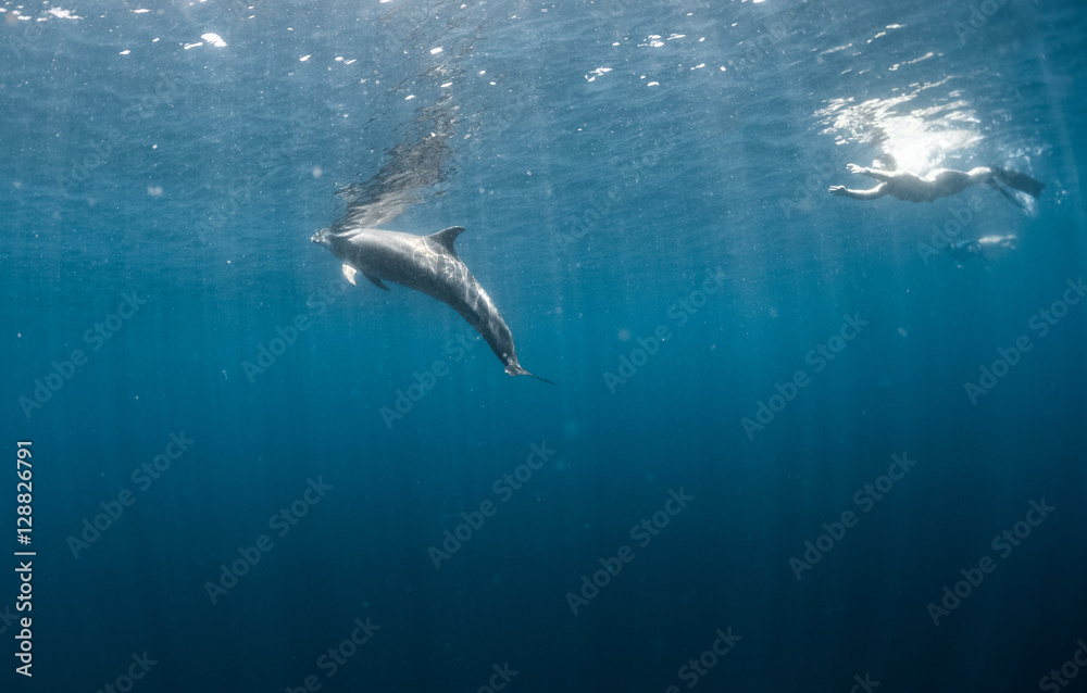 Fototapeta premium Dolphin in the ocean with the freedivers