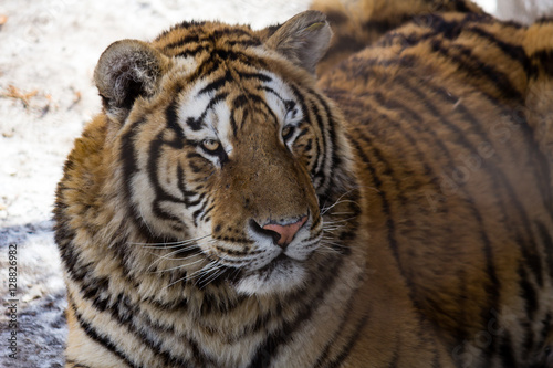 Fototapeta Naklejka Na Ścianę i Meble -  Siberian Tiger in Harbin, China