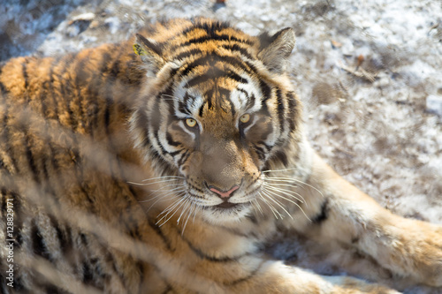Fototapeta Naklejka Na Ścianę i Meble -  The beautiful look of a Tiger behind the fence in Harbin, China. 