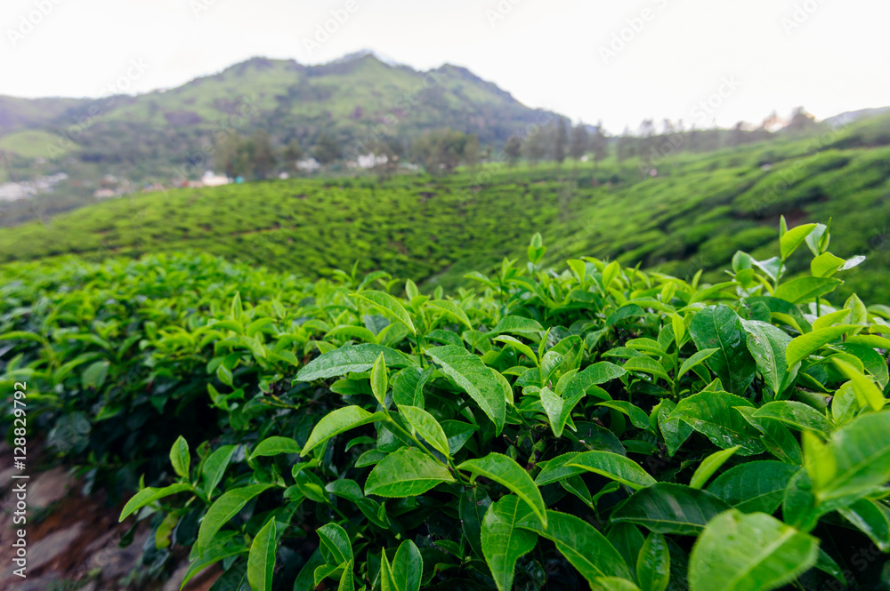 Tea bud and leaves on background. Tea plantations, Kerala, Idukki district, India Tea bud and leaves on background. Tea plantations, Kerala, Idukki district, India