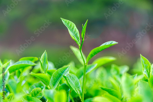 Tea bud and leaves on background. Tea plantations  Kerala  Idukki district  India