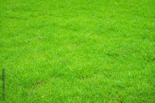 Fresh spring green grass .