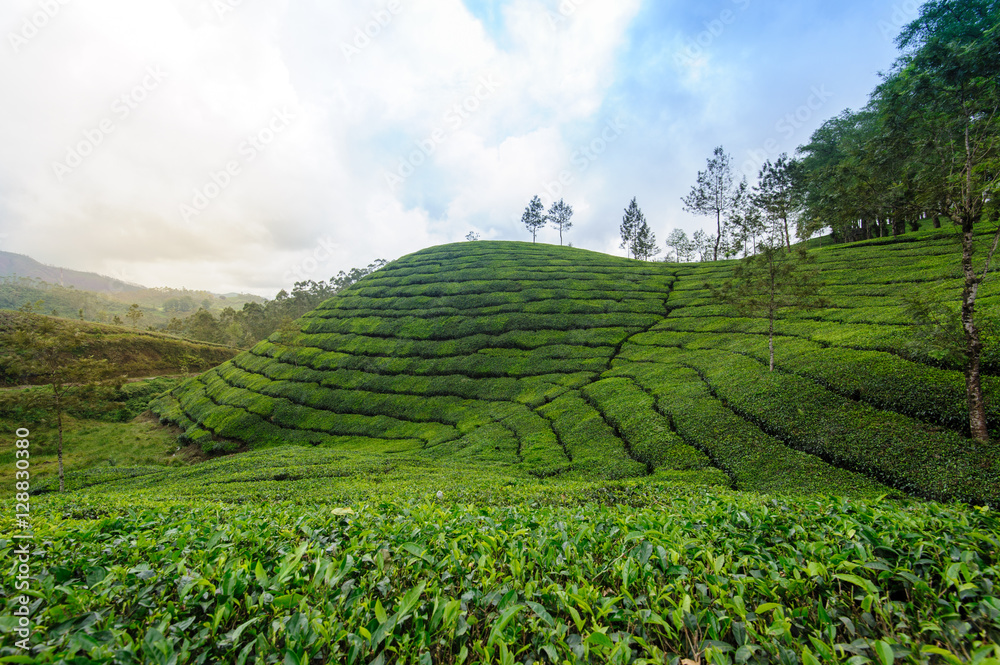 Tea plantations around Munnar, tea estate hills in Kerala state, Idukki district, India Tea plantations around Munnar, tea estate hills in Kerala state, Idukki district, India