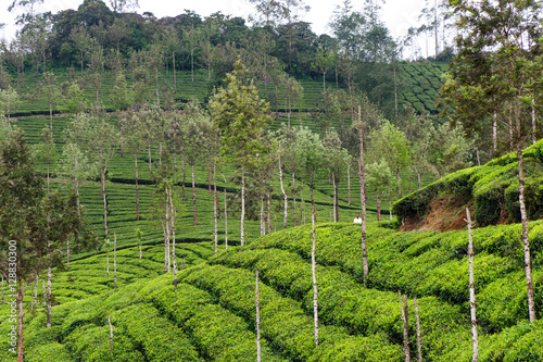 Tea plantations around Munnar  tea estate hills in Kerala state  Idukki district  India