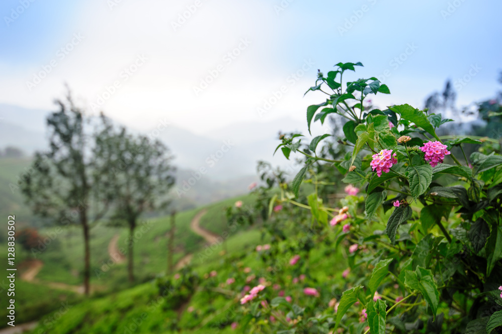 Plants and flowers in Munnar, Kerala, Idukki district, India Plants and flowers in Munnar, Kerala, Idukki district, India