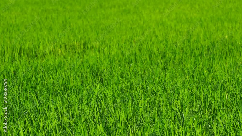 Landscape of a beautiful green field with rice stalks swaying in the wind
Landscape of a beautiful green field with rice stalks swaying in the wind