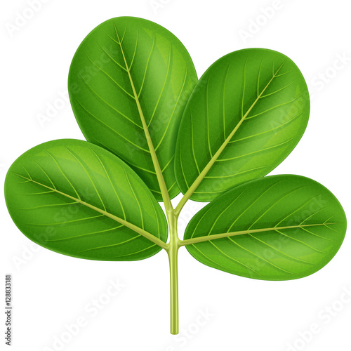 Peanut leaf. Vector illustration.