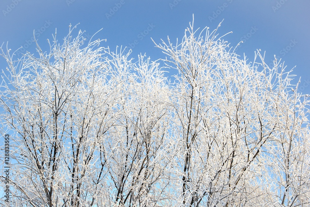 Rime on trees. 3
Rime on trees. 3