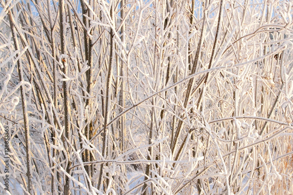 Fototapeta premium Rime on trees. 2