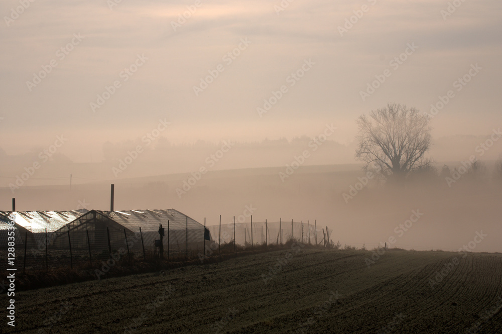 Greenhous in early morning fog mist in winter
