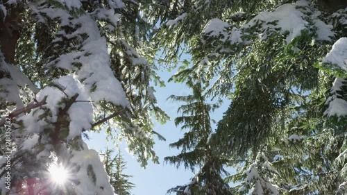Dolly right looking up into snow covered fir trees, melting in the sunshine, with ice particles dancing through the air. 4k. Slow motion.
