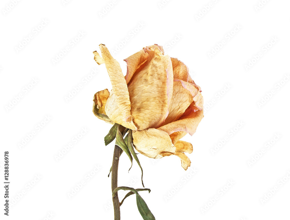 Faded rose isolated on white background Faded rose isolated on white background