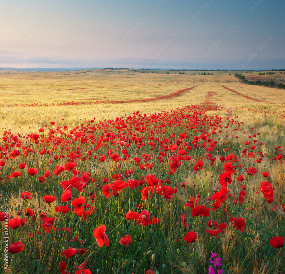 Meadow of wheat and poppy.