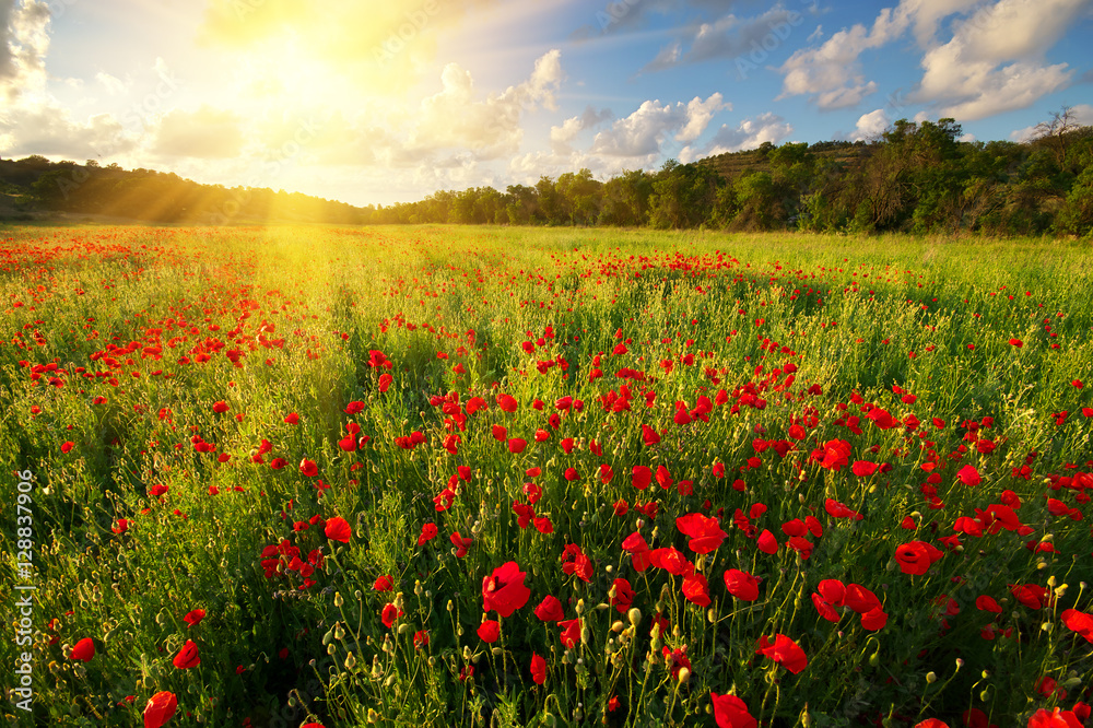 Poppy meadow landscape