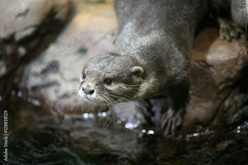 Otter portrait near the water