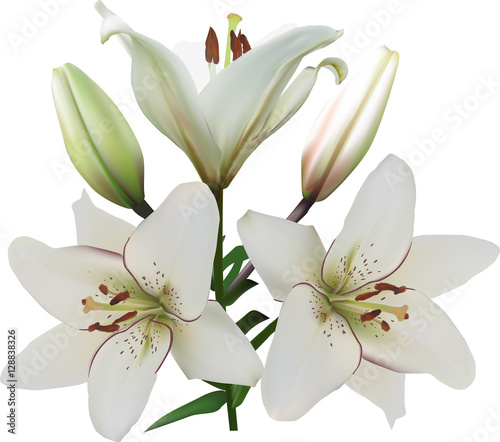 three white lily blooms and two buds