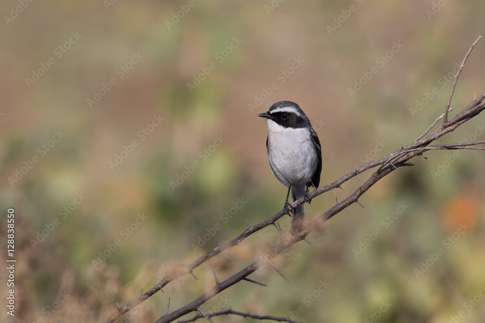 Grey bush chat