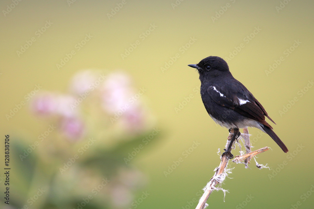 Fototapeta premium Pied bush chat