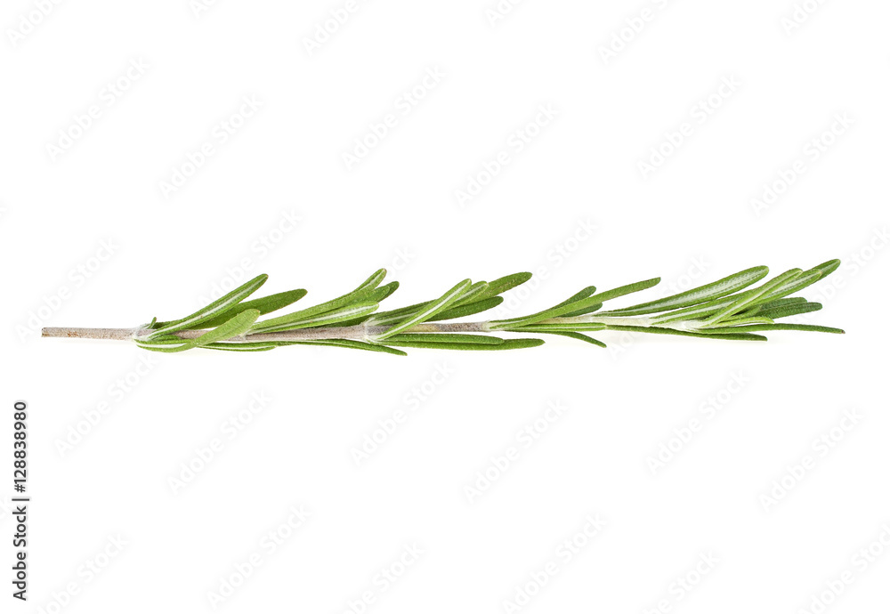 Fototapeta premium Rosemary isolated on white background, closeup