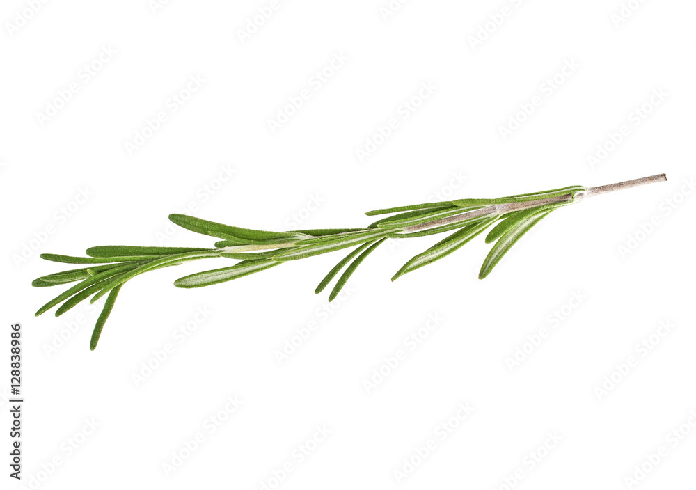 Fototapeta premium Rosemary isolated on white background, closeup