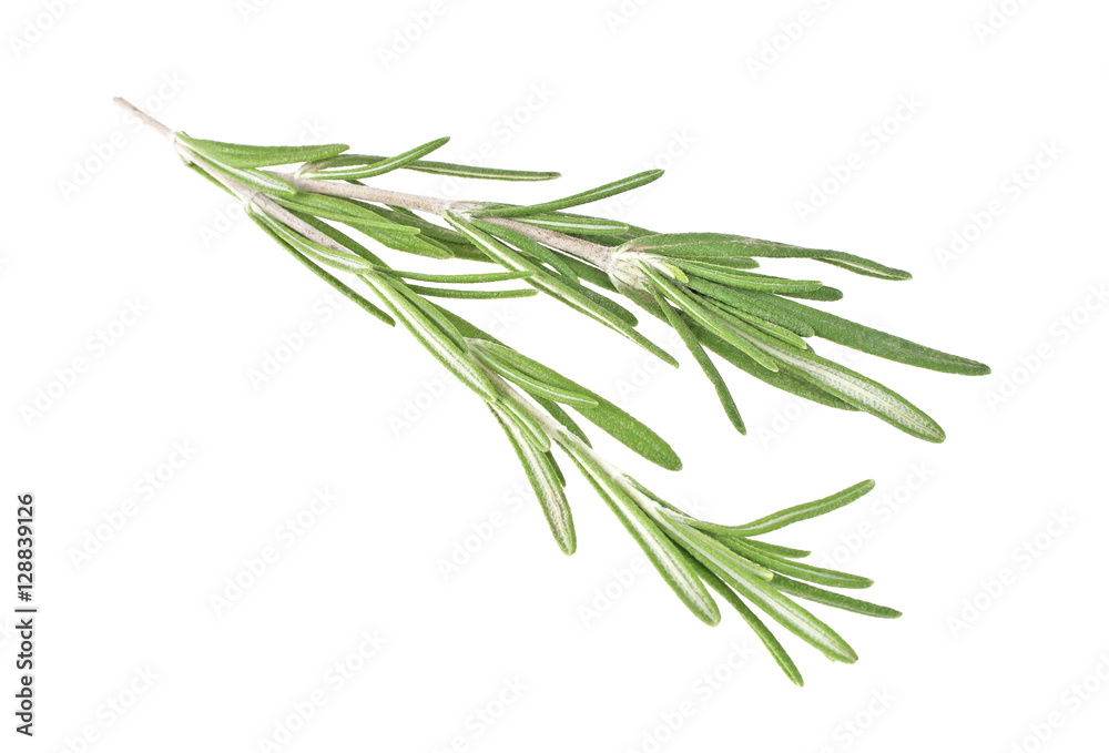 Rosemary isolated on white background, closeup