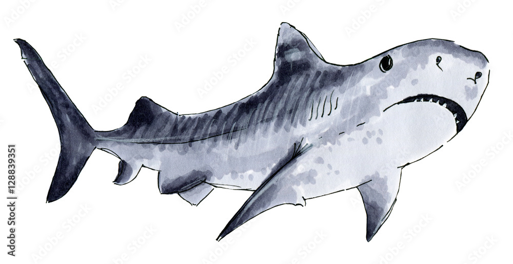 Fototapeta premium Painted markers shark on a white